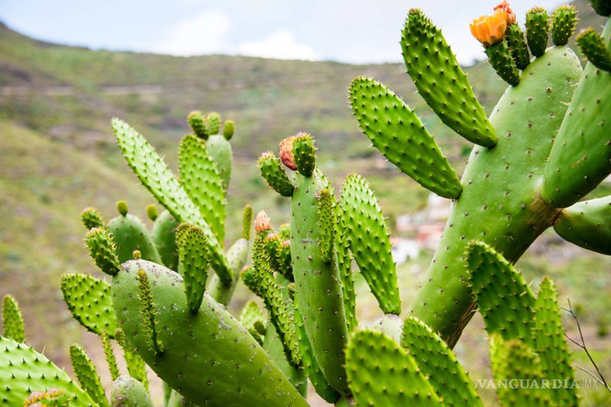 Mexicanos hacen gasolina de nopal, y sí funciona; ahora buscan crecer