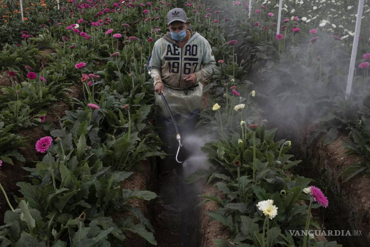 Mexicano gana el World Press Photo con fotorreportaje sobre pesticidas