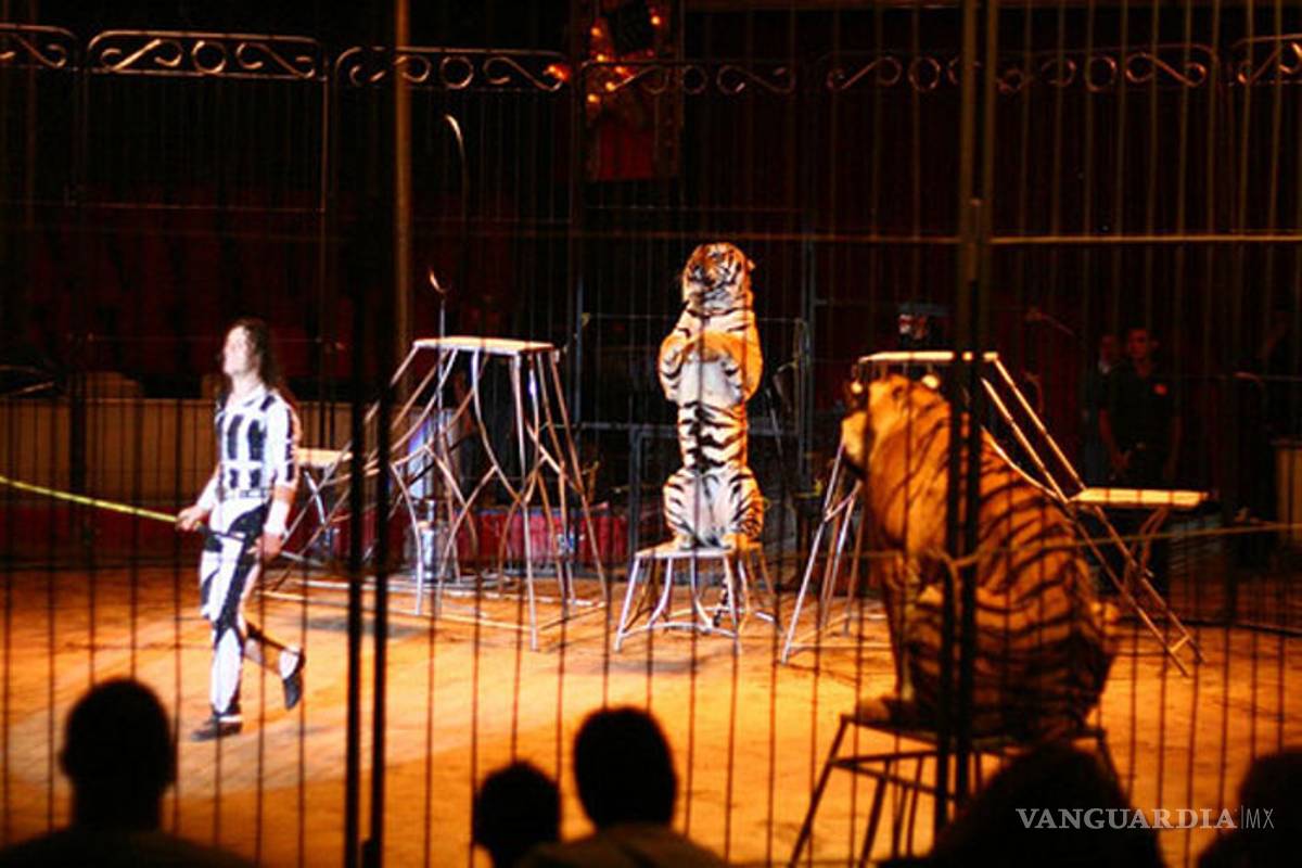 Decomisan tigres y osos al circo Hermanos Fuentes Gasca en Culiacán