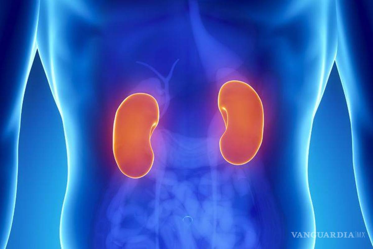 Casos de cáncer de riñón en México van al alza, alertan expertos