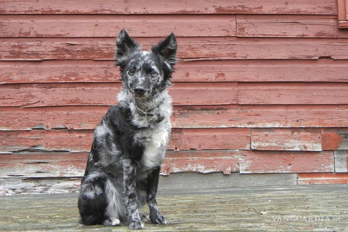 Conoce a las nuevas razas de perros incluidas en la American Kennel Club