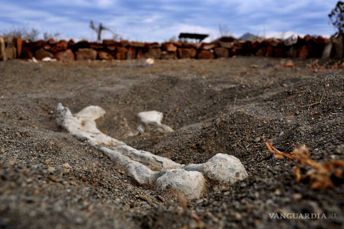 Rincón Colorado será modelo paleontológico de estudio