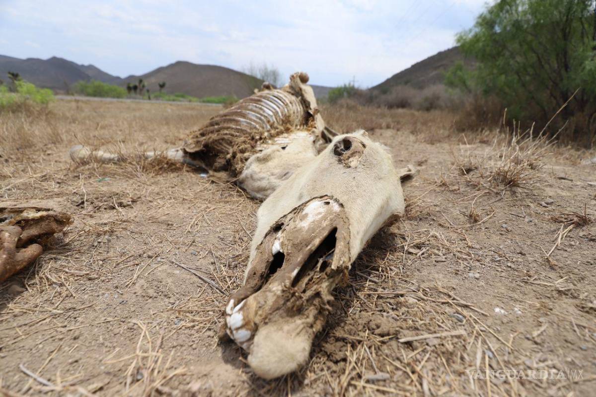 ‘Ya no es sequía, estamos transformando el ambiente en un lugar árido’; afirma especialista de la Universidad de Texas