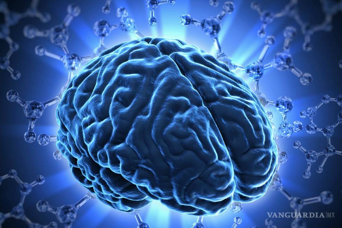 La obesidad está en el cerebro: expertos