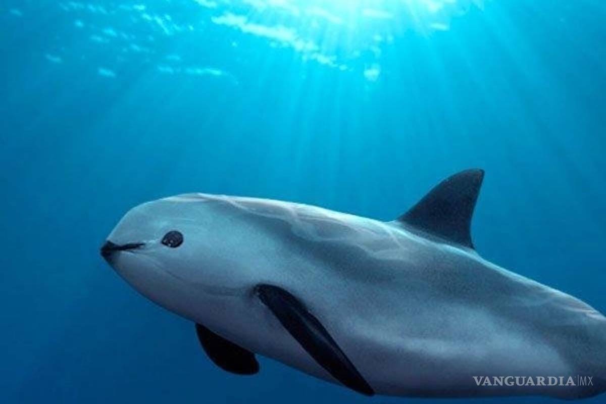 Con cautiverio, buscarán salvar a vaquitas marinas de la extinción