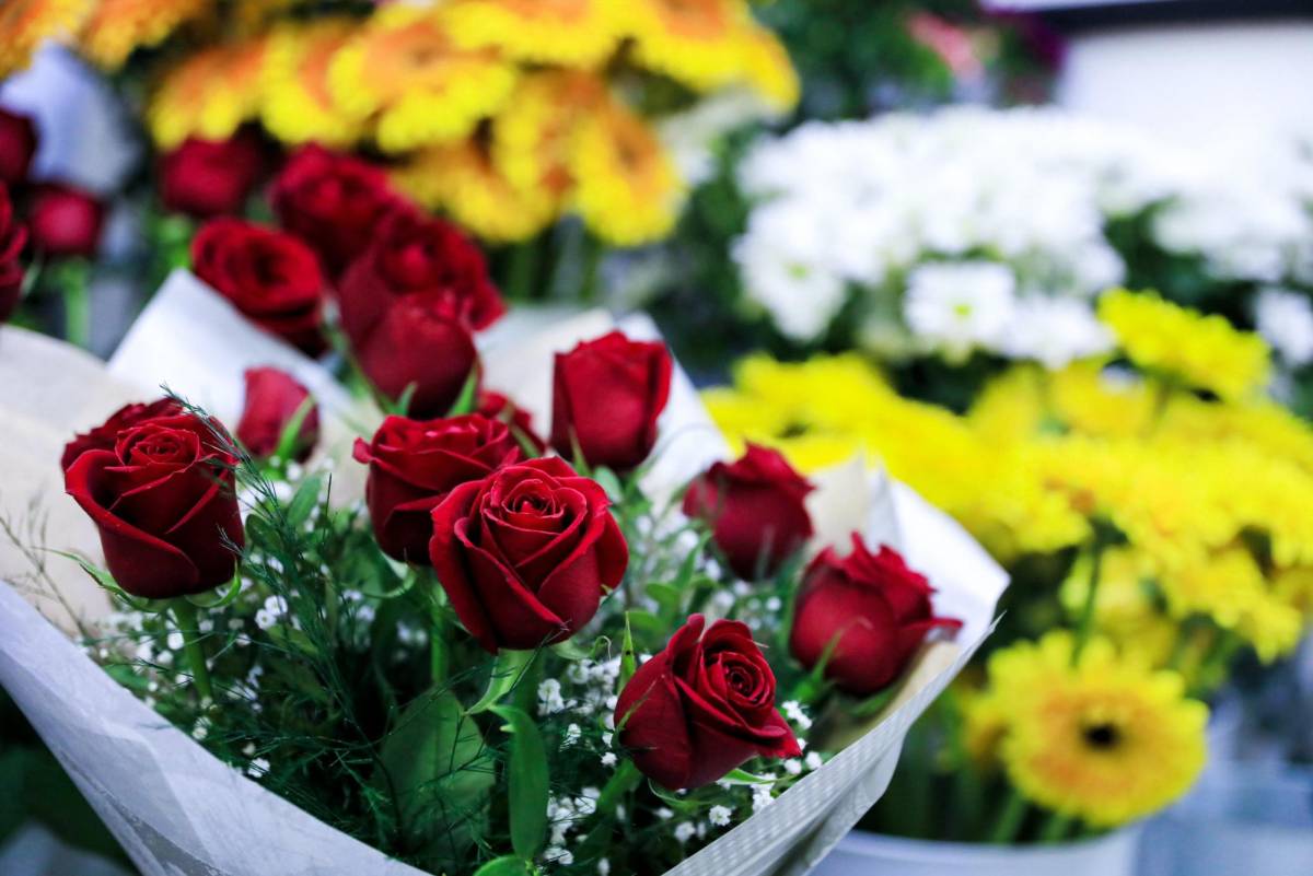 Te regalaron rosas este 14 de febrero? Este es el significado según el  color de la flor y la cantidad de rosas