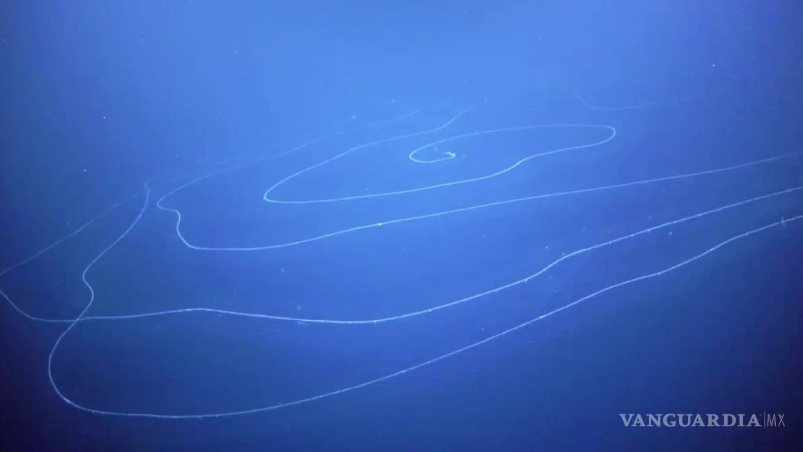 Captan al animal más largo en el océano: sifonóforo gigante apolemia