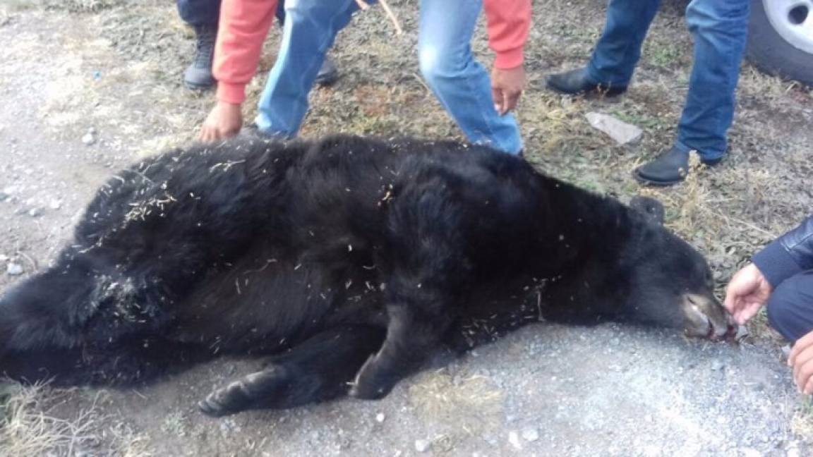 Confirman muerte de oso negro por impacto de bala en Saltillo