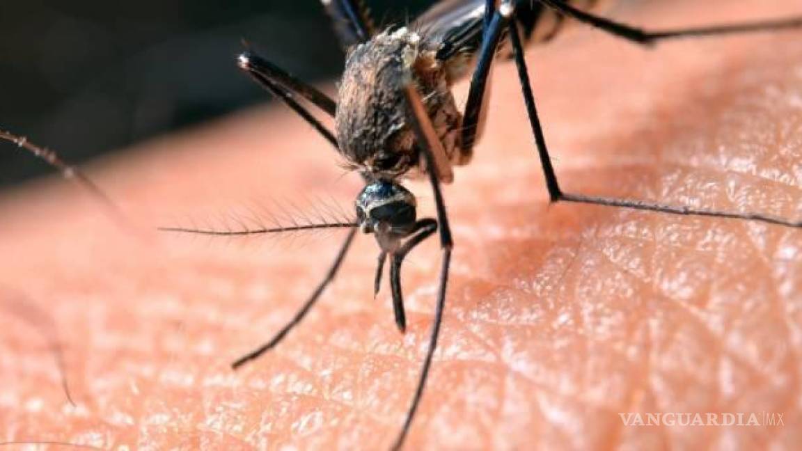 Hallan científicos mutaciones de malaria resistente a medicamentos