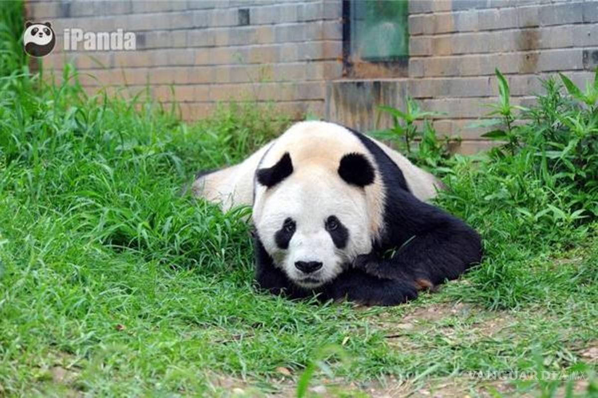 Murió Pan Pan, el oso panda más viejo del mundo