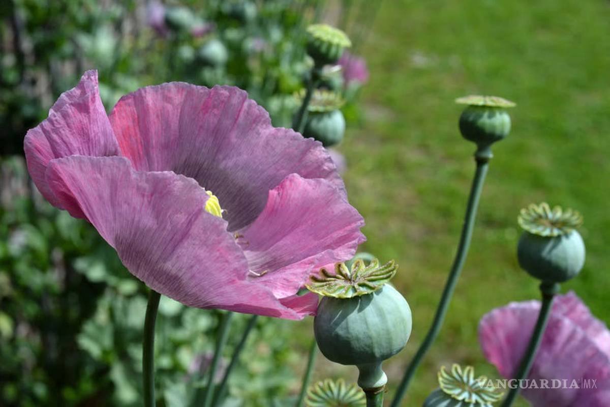 México es uno de los tres mayores productores de opio a nivel mundial: ONU