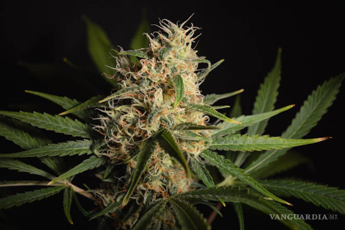 $!Las 10 variedades de 'mota' más exóticas