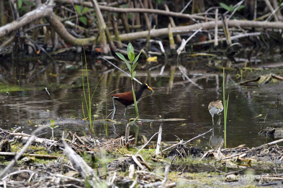 Semarnat lamenta situación de Tajamar, pero el proyecto ya no se puede echar atrás
