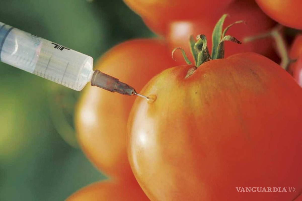 Monsanto, Bayer y Syngenta buscan controlar alimentos en México y el mundo: académicos