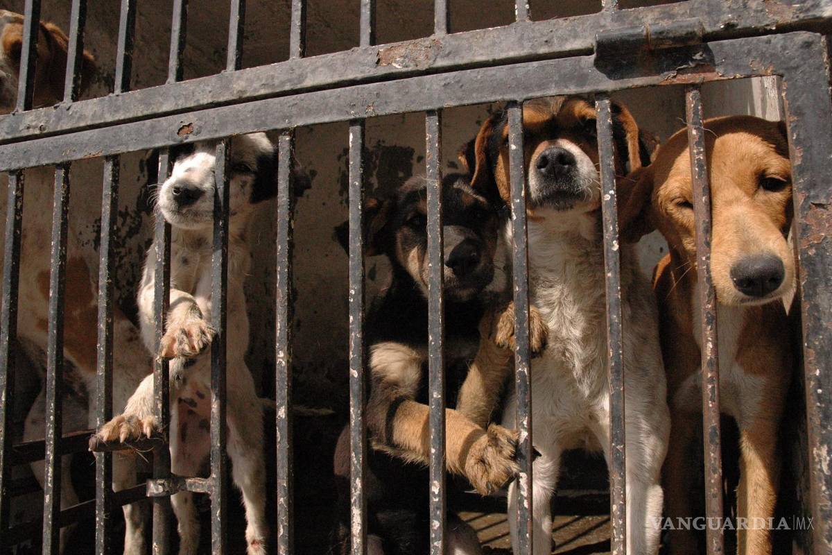 Tendrá Ramos Arizpe centro de control canino