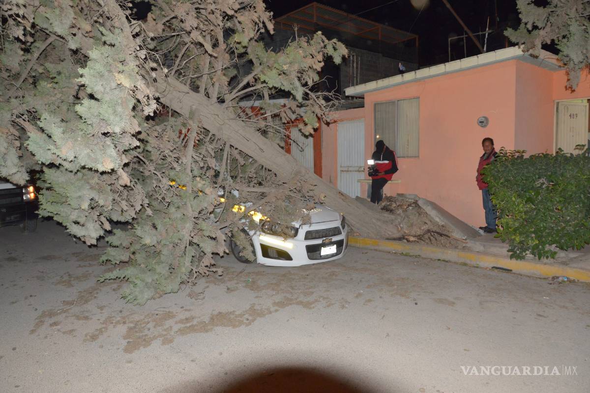 Aún retiran árboles derribados por ventarrón del 30 de diciembre