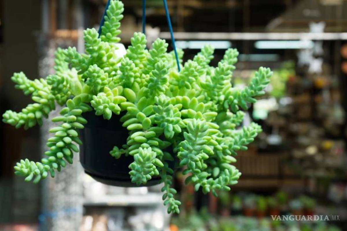 $!Entre cactus y suculentas, las plantas ideales para dar vida a tu hogar