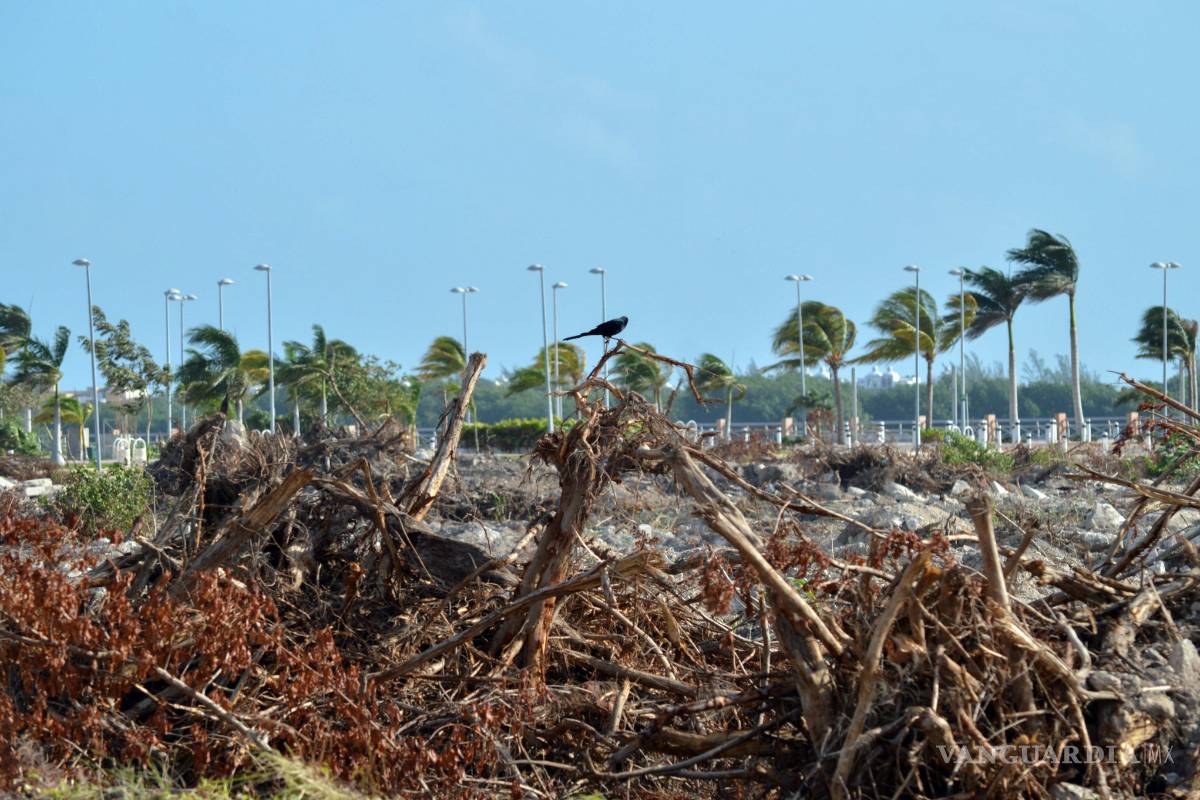 Activistas impiden reubicación de fauna de Tajamar: Fonatur