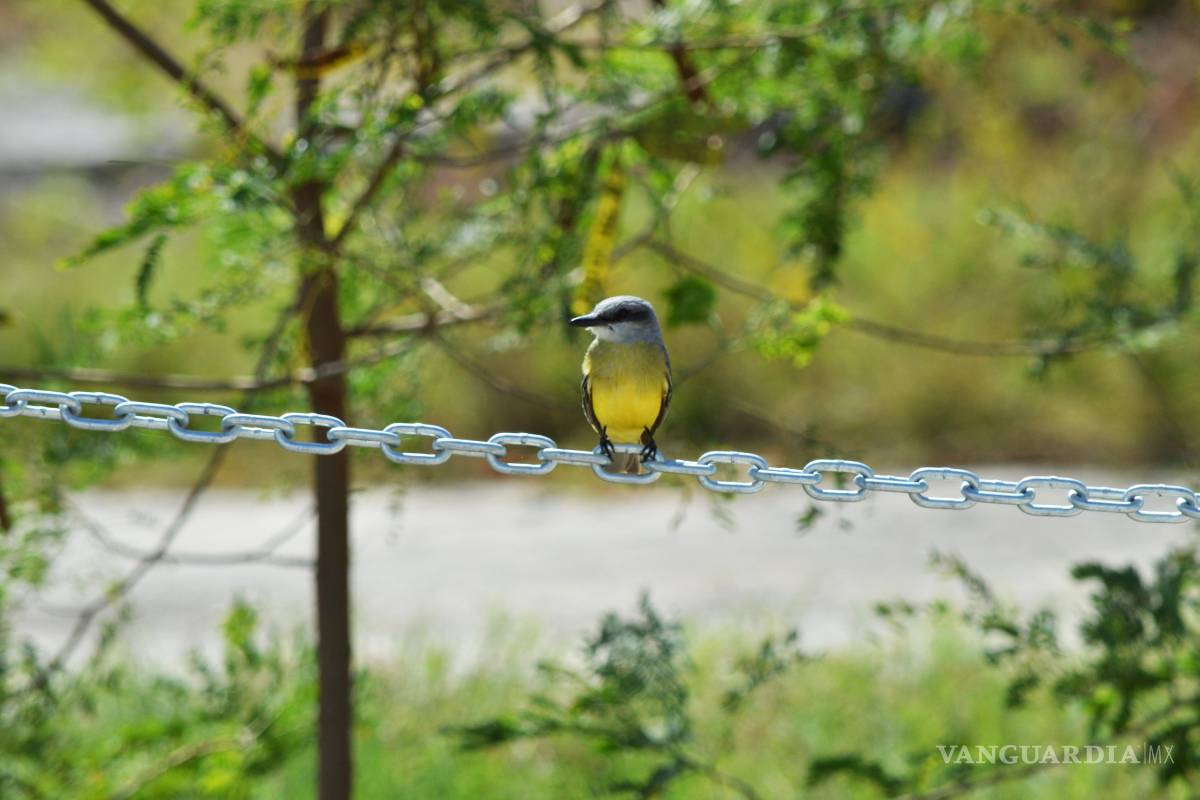 Fonatur debe cumplir el lunes con plan de rescate en Tajamar