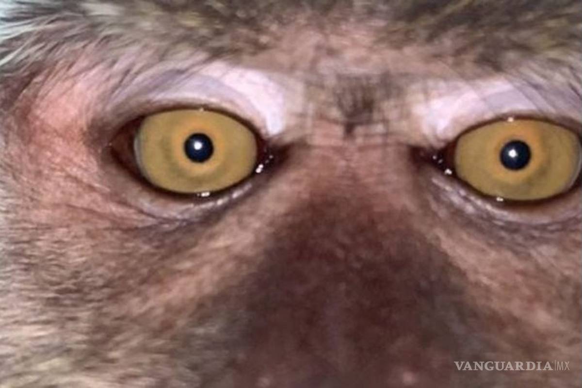 Mono le roba su celular a un estudiante universitario en Malasia y se toma selfies