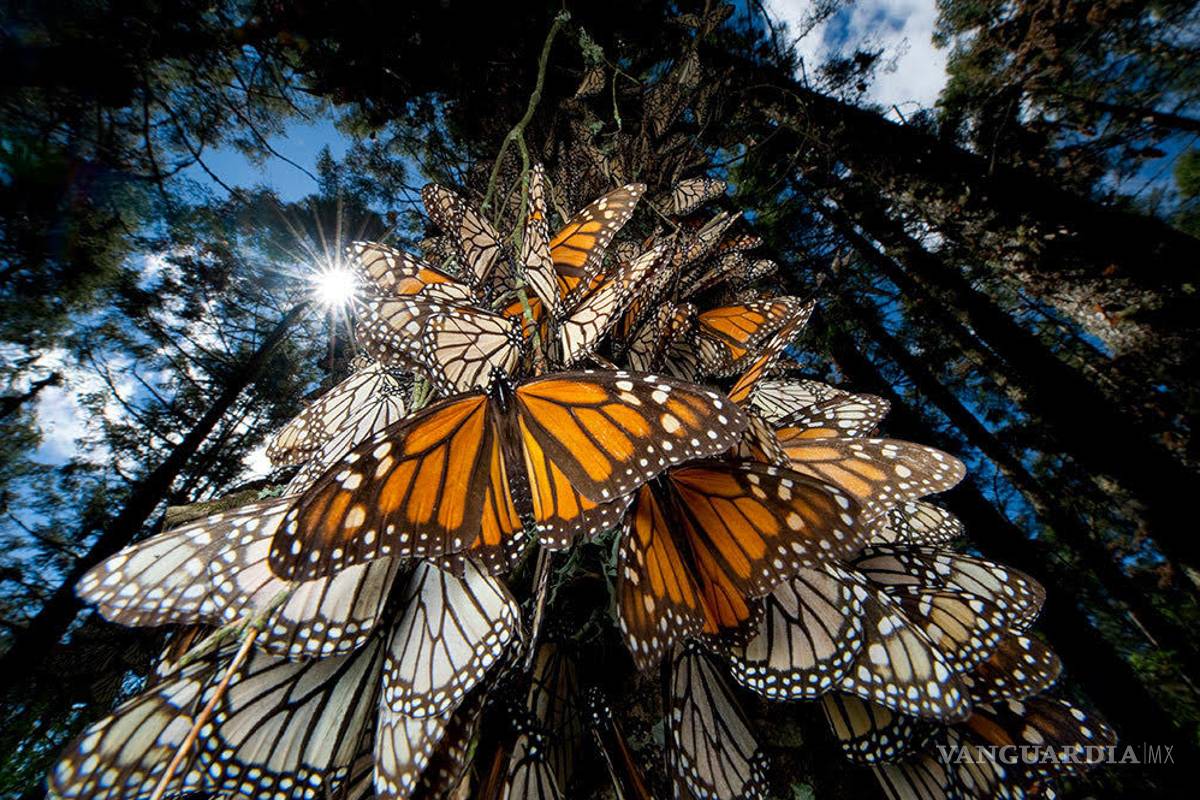 ¿Por qué proteger las mariposas es tan peligroso?