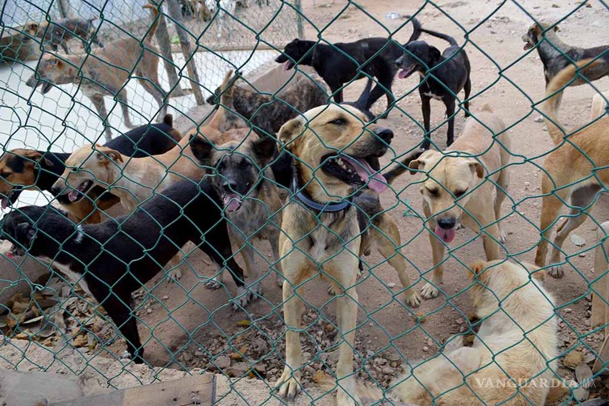 Familia salva a 20 perros de ser sacrificados