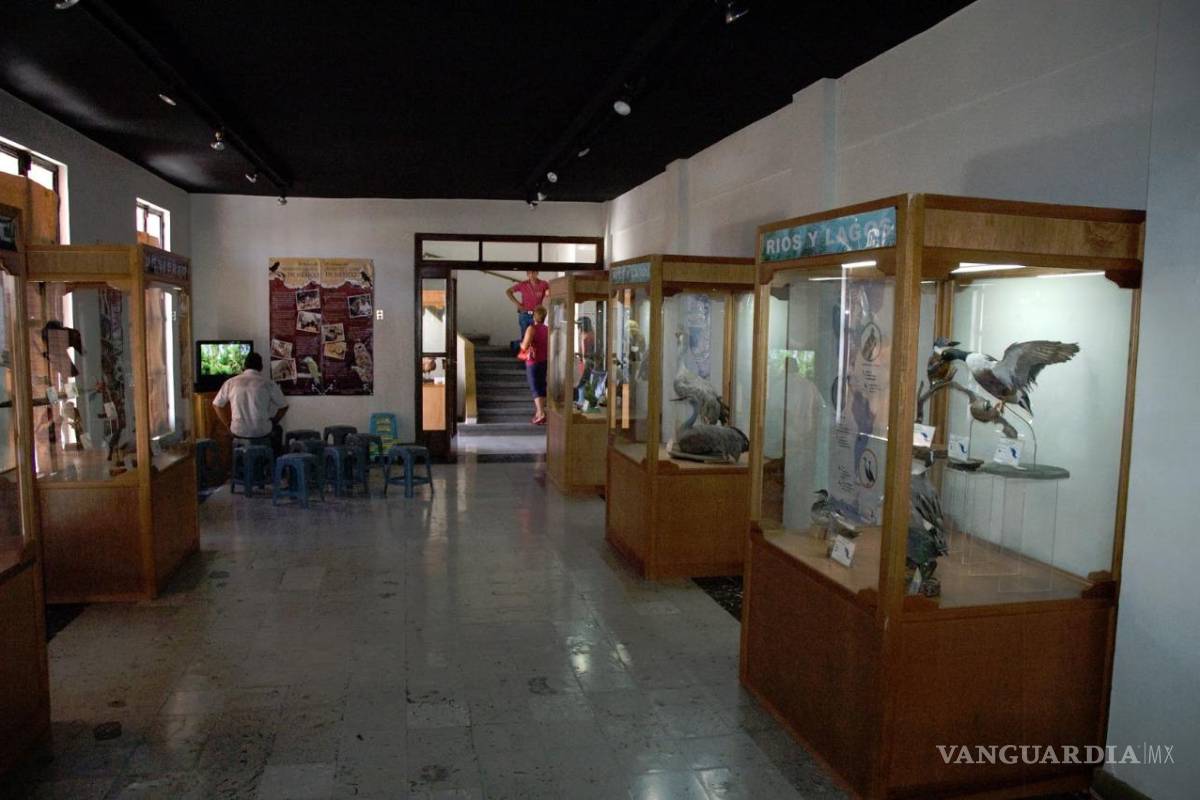 Saltillo: Museo de las Aves prepara celebración por 30 aniversario en 2023