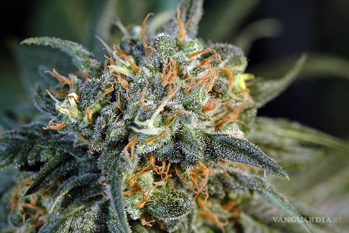 $!Las 10 variedades de 'mota' más exóticas