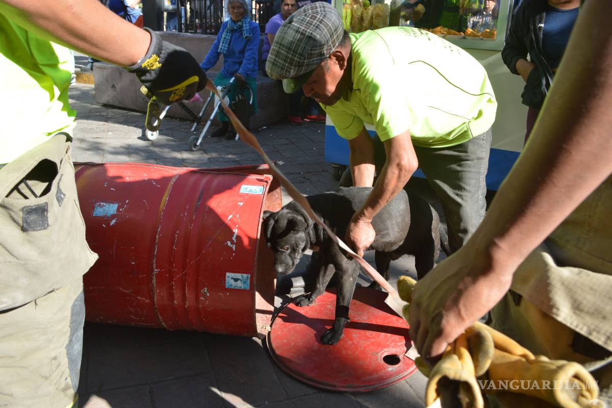 Atemoriza perro a transeúntes en la zona centro de Saltillo