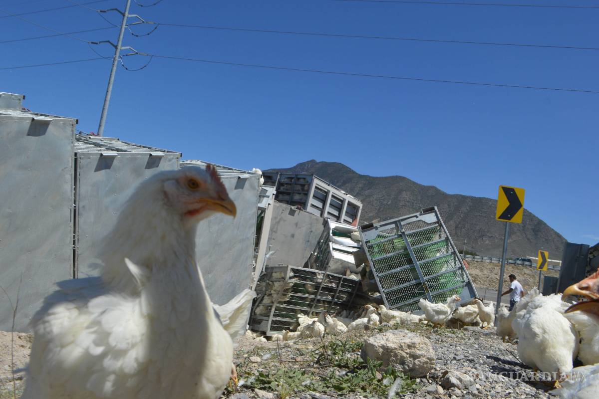 Vuelca camión que transportaba pollos; personas acuden al lugar para robar gallinas