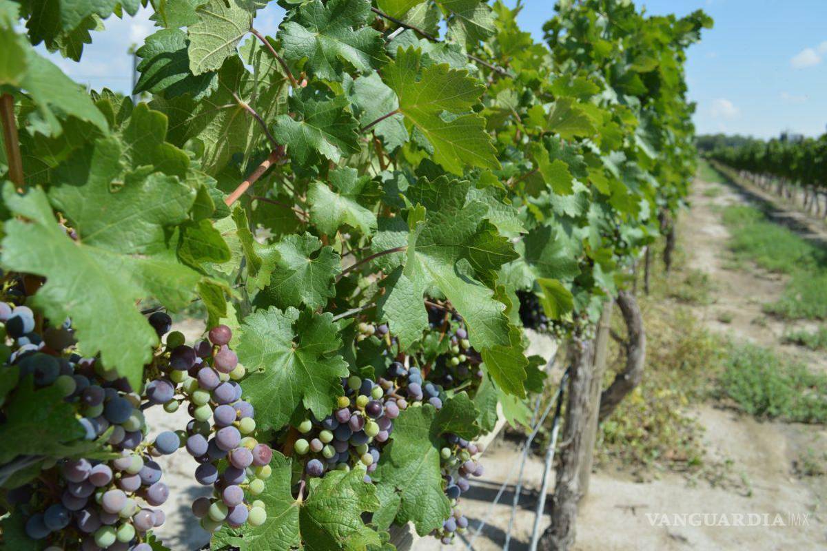 Amenaza frío intenso al corazón agrícola de Coahuila, temen productores fuertes pérdidas