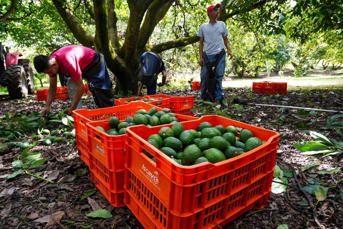 Aguacate y berries obtienen certificación laboral; permitirá que jornaleros cuenten con IMSS