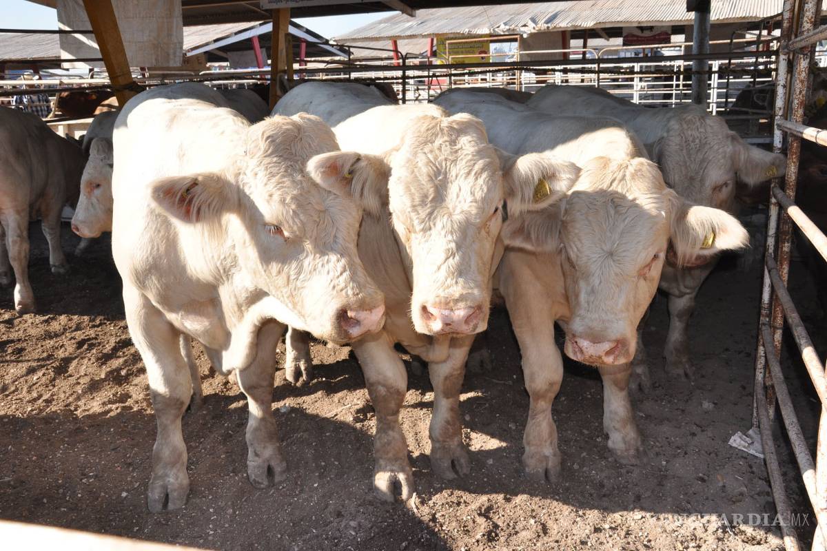 Libre de clembuterol ganado de Coahuila