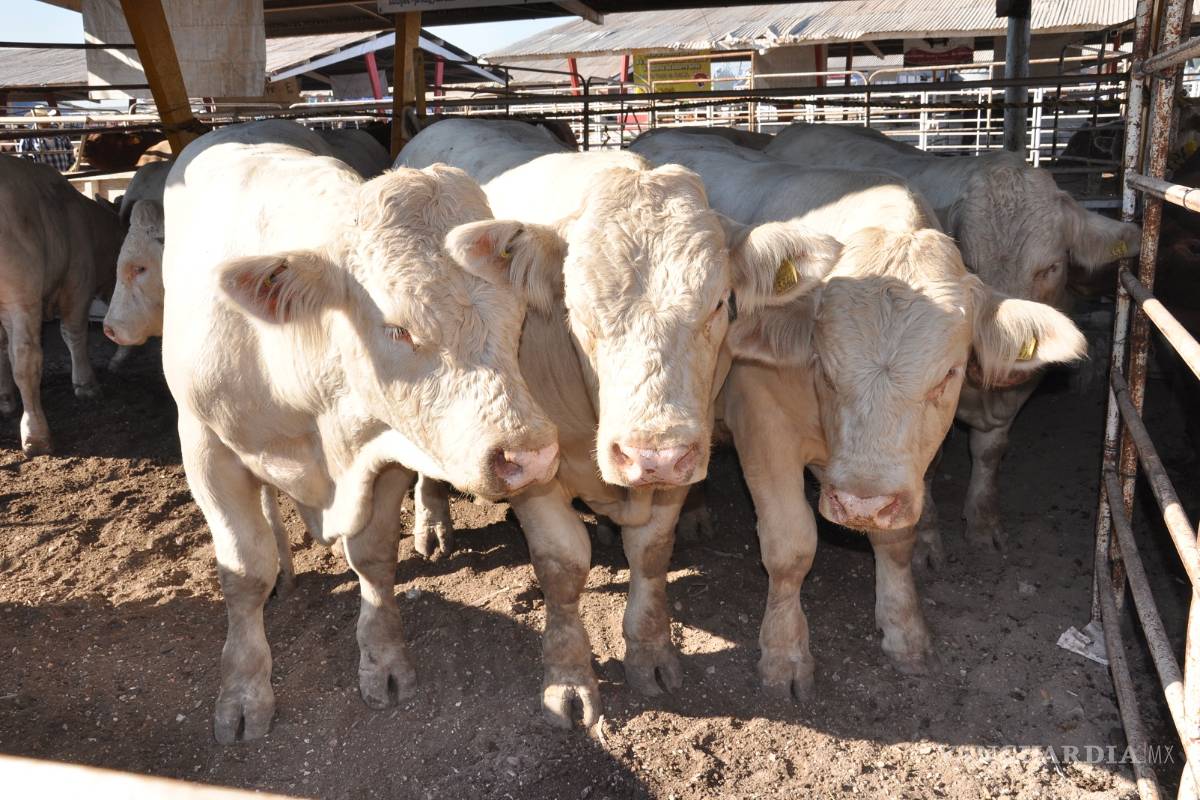 Sobrevive ganadería a base de préstamos