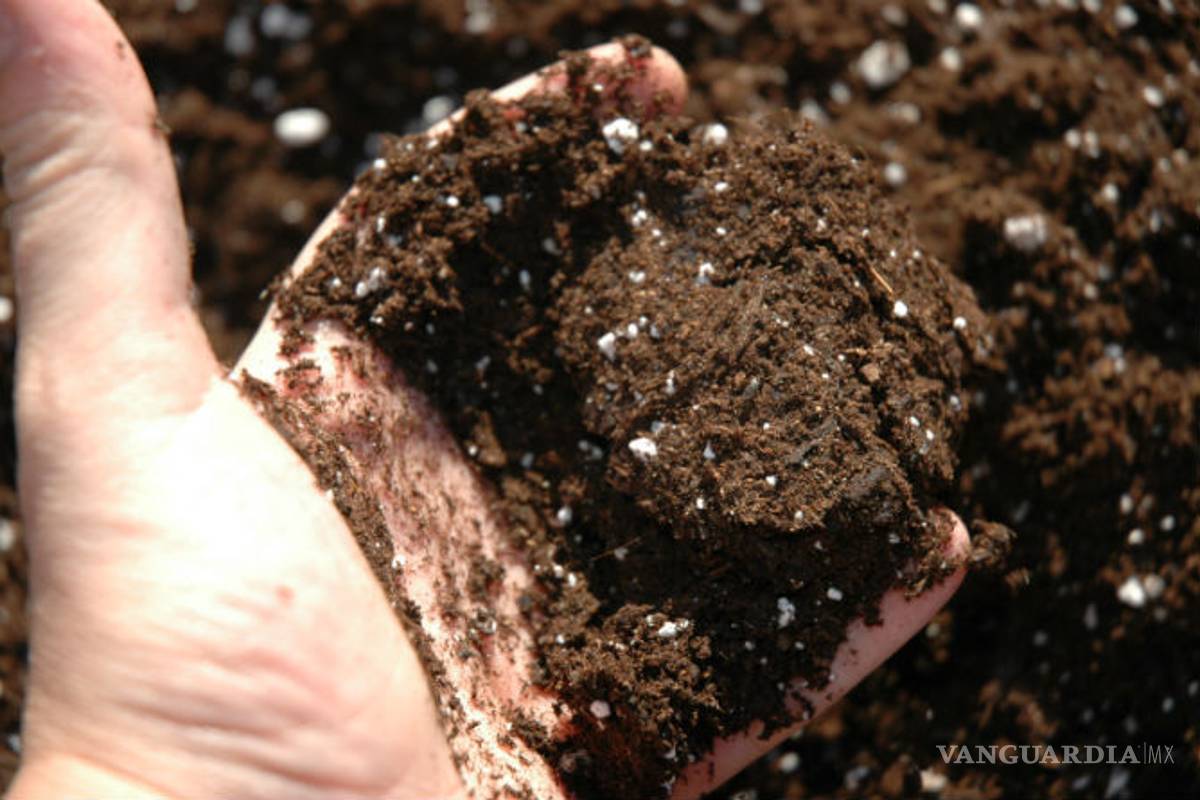 Promueve INIFAP uso de biofertilizantes en la producción de estevia; se reducen costos y tiempos de producción