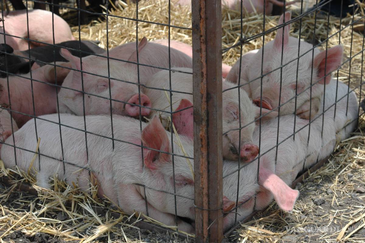 Encuentran nuevo virus en cerdos que podría infectar a humanos