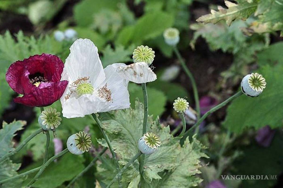 Estado mexicano de Guerrero propondrá a Congreso legalizar cultivo de amapola