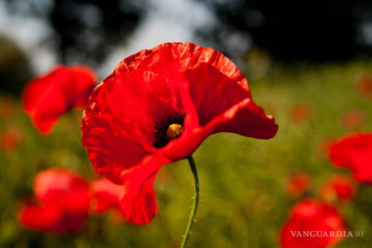 Amapola legal sería para uso médico, equipo de AMLO dialoga con ONU