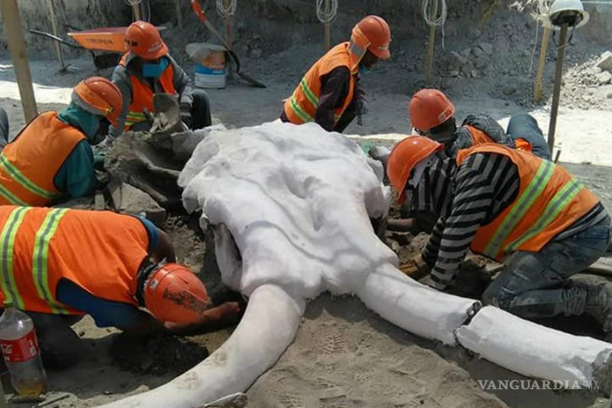 Hallan más de 60 mamuts en base aérea de Santa Lucía