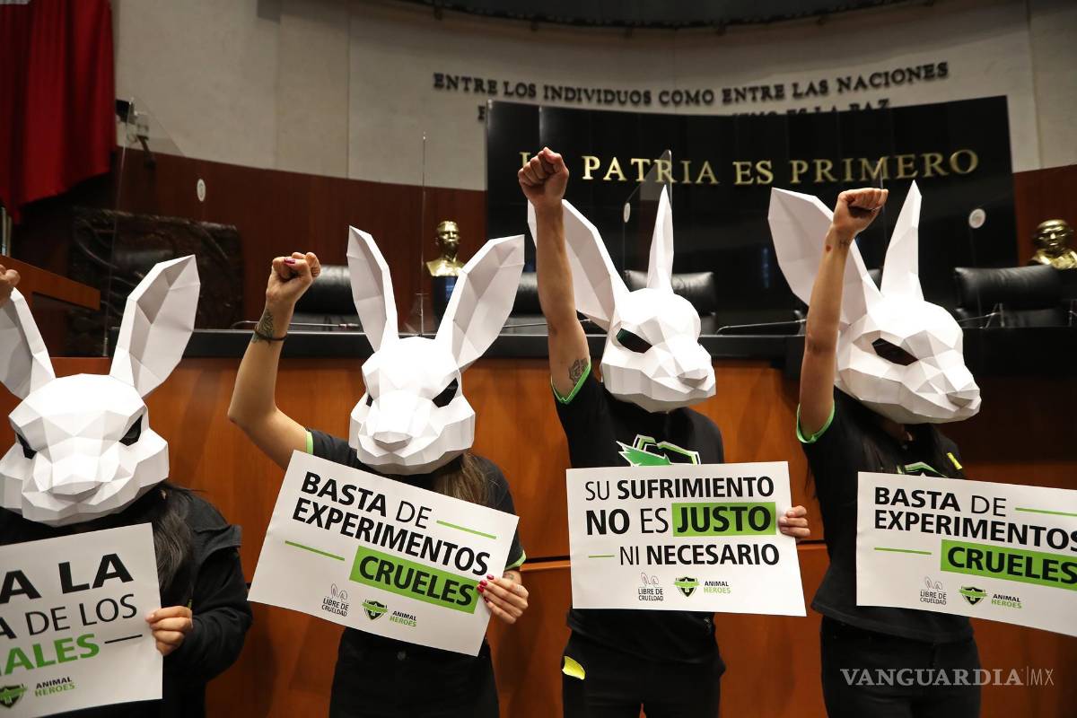 Aprueban ley para prohibir pruebas cosméticas con animales en México; sanciones de hasta 14 años de cárcel