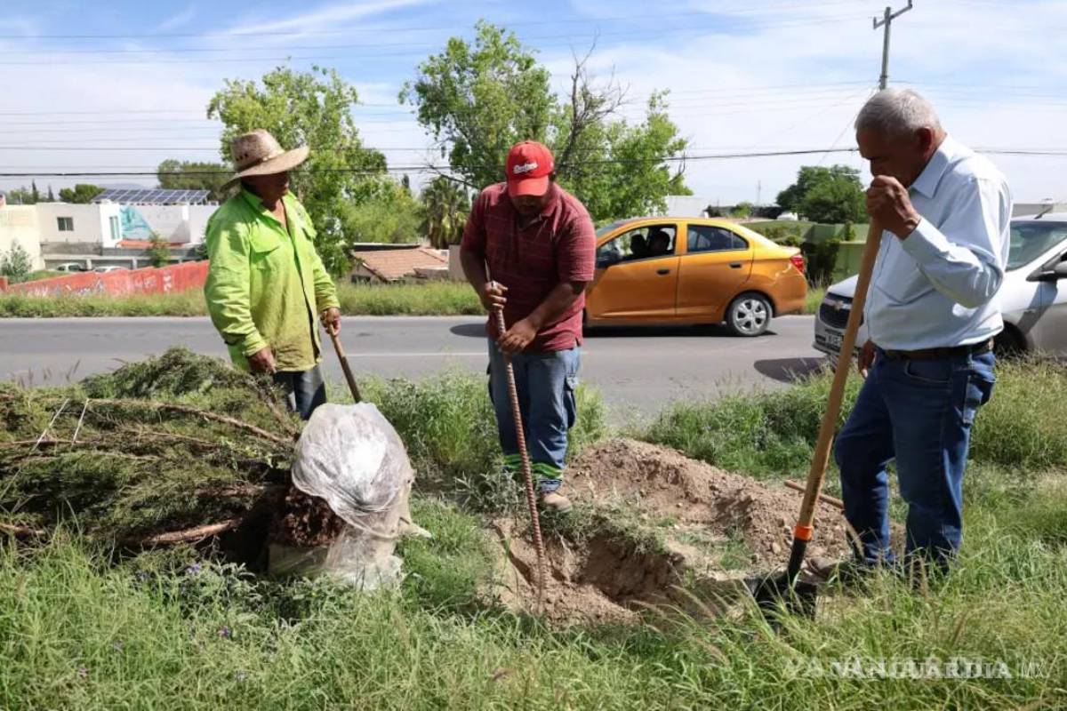 Reforestan camellones del Colosio, en Saltillo, con 50 árboles