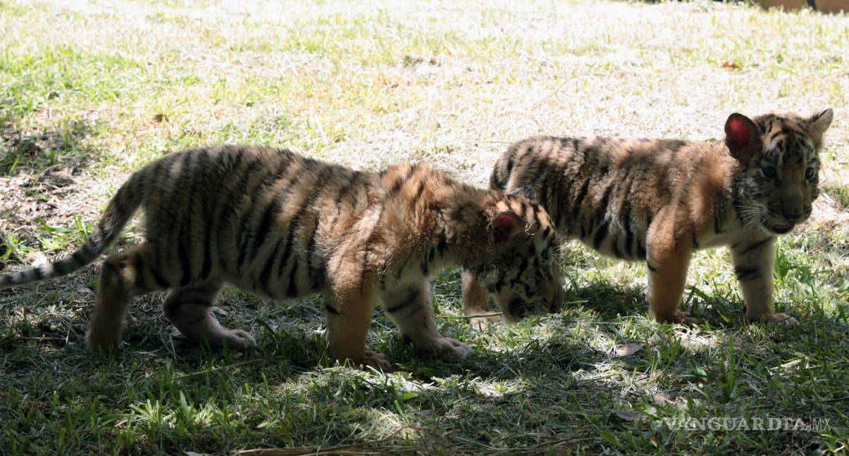 $!Tigres, nuevos inquilinos en el parque La Pastora de Monterrey