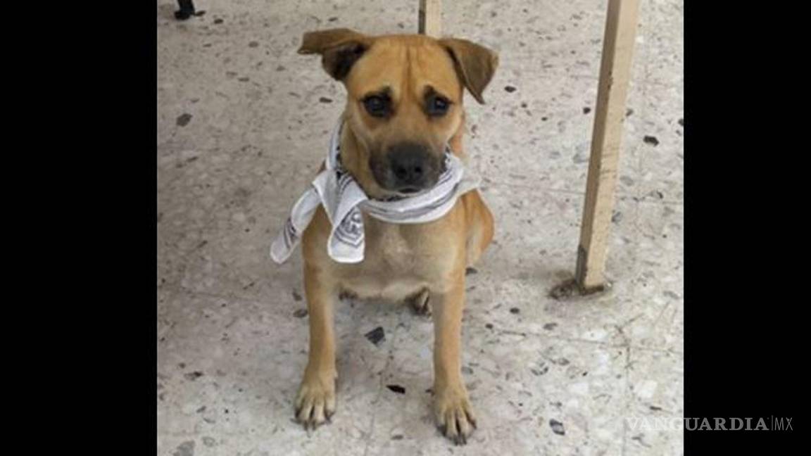 $!La investigadora Iliana Isabel Hernández Jalavera propone llevar a cabo un proyecto integran que incluya a los lomitos de colonias aledañas.