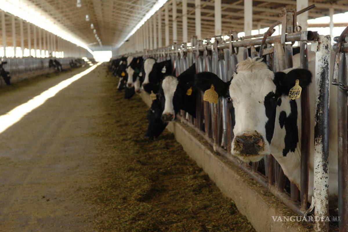 Buscarán lecheros laguneros ampararse contra cerco sanitario de Chihuahua