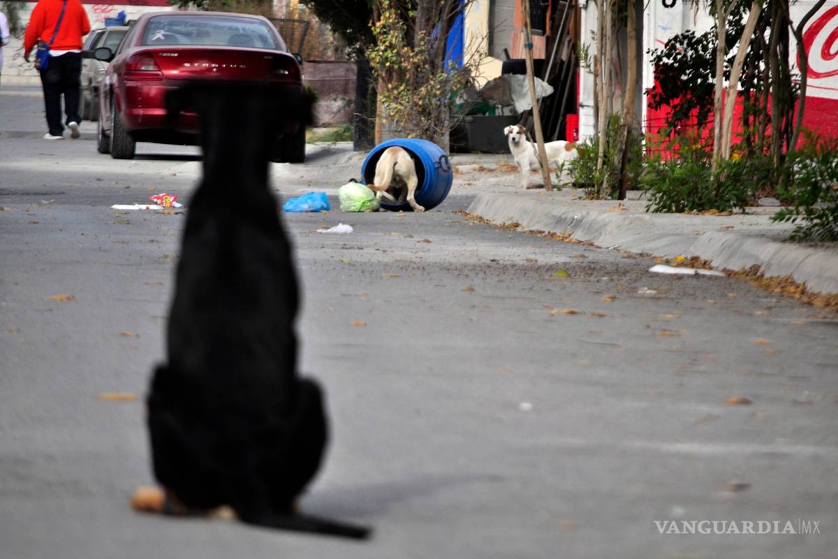 Sin castigo, denuncias por maltrato animal en Saltillo