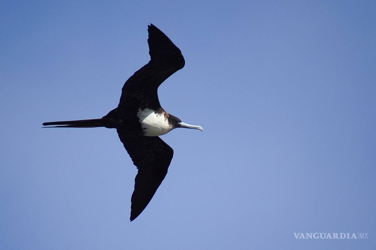 Aves extrañas; cuatro extraordinarios ejemplos de la naturaleza