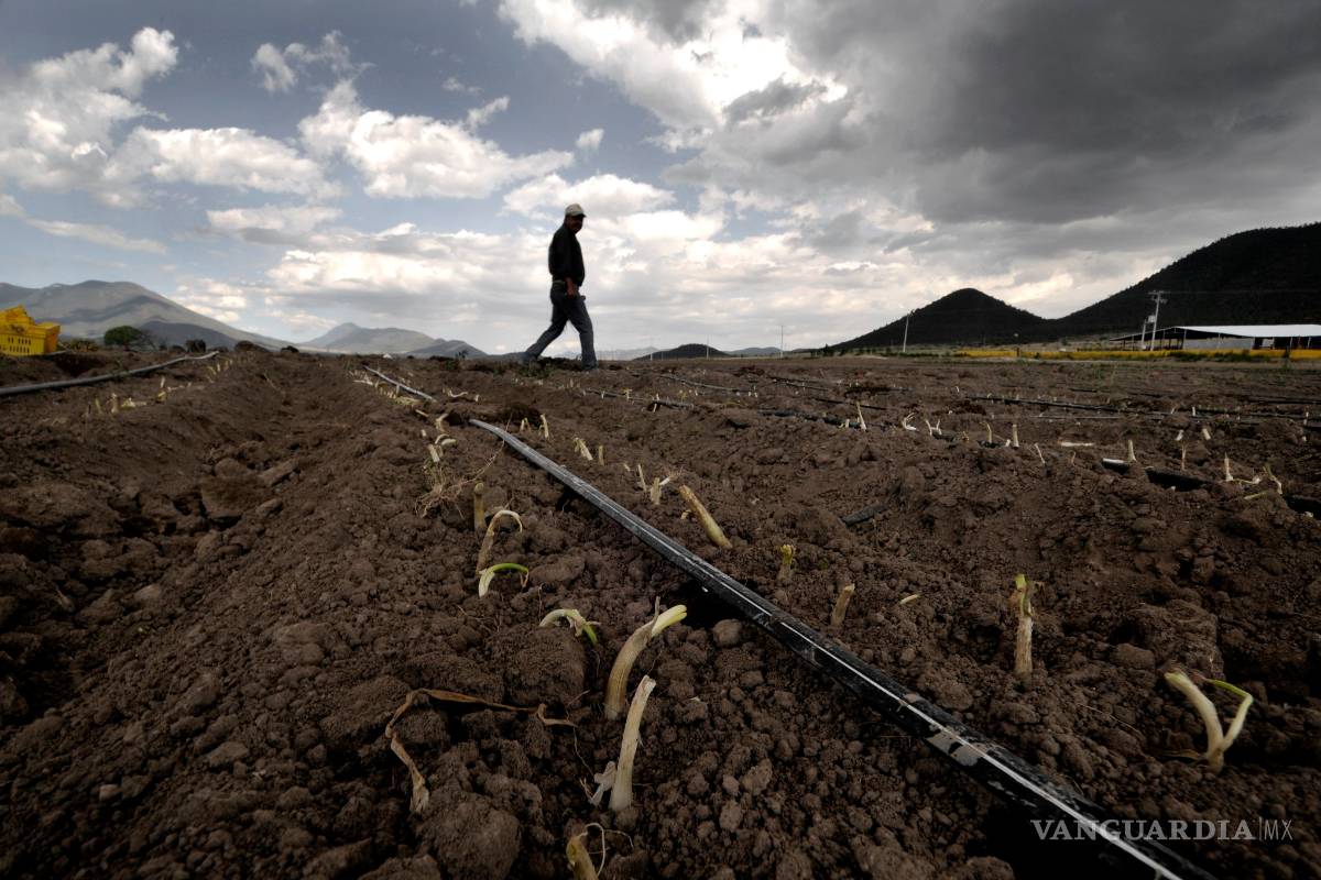 Reclaman a Federación apoyo para el campo de Coahuila