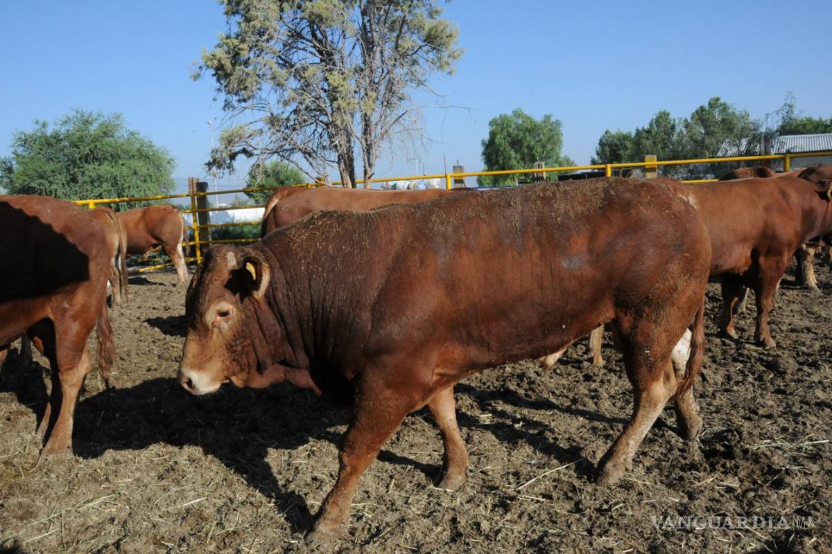 Ganado en riesgo por escasas lluvias