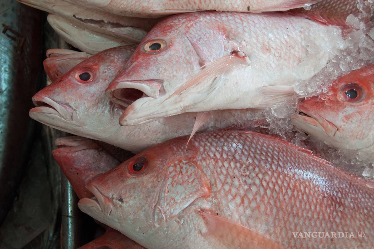 Garantizado el abasto de pescado para la temporada de Cuaresma