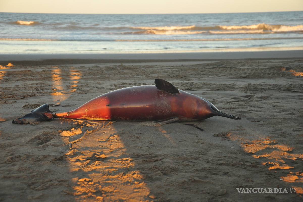 Aparecen más de 20 delfines muertos y con raras marcas en la costa Argentina